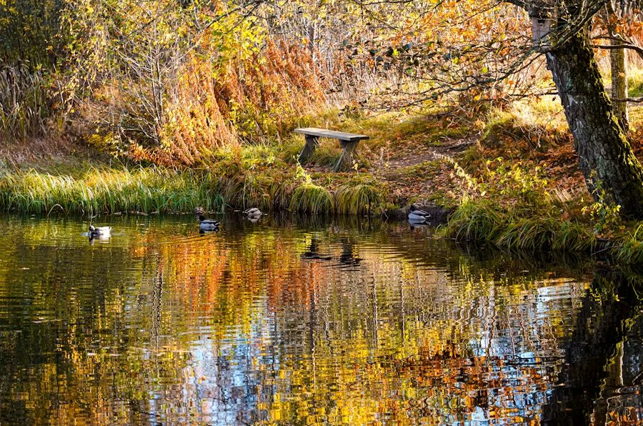 Peaceful park with a lake, autumn trees and a bench